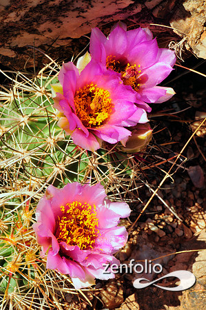 whipples fishhook cactus.