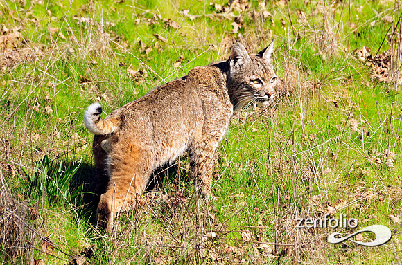 bobcat.
