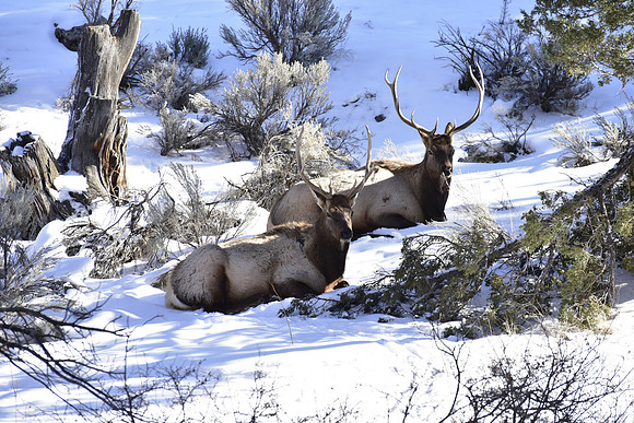 winter bull elk.