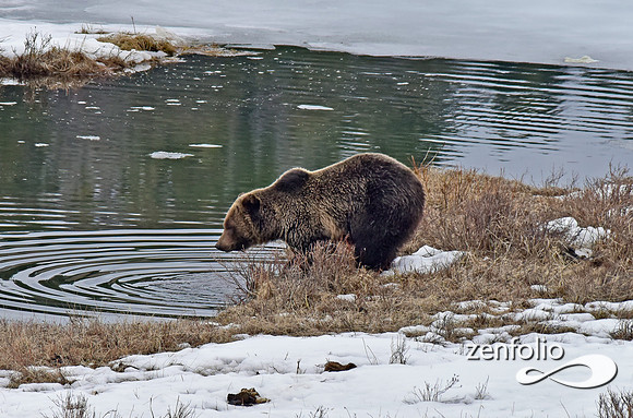 blacktail lakes spring grizzly (2)