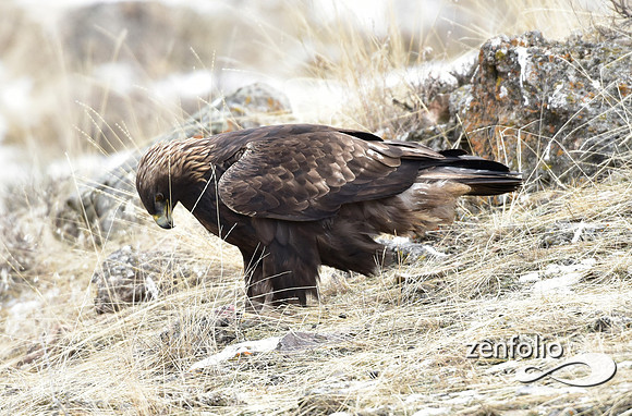 golden eagle (6)