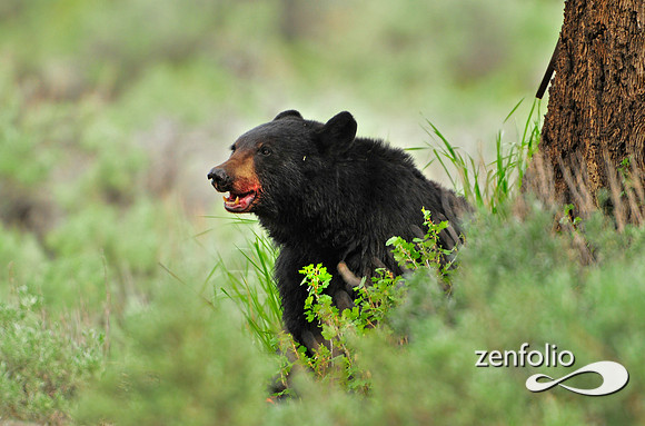black bear.