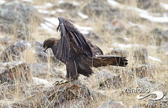golden eagle (12)