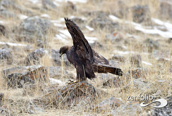 golden eagle (11)