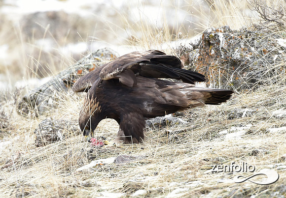 golden eagle (4)