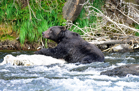 lehardey rapids grizzly (3)