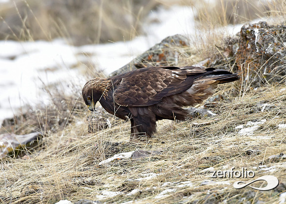 golden eagle (7)