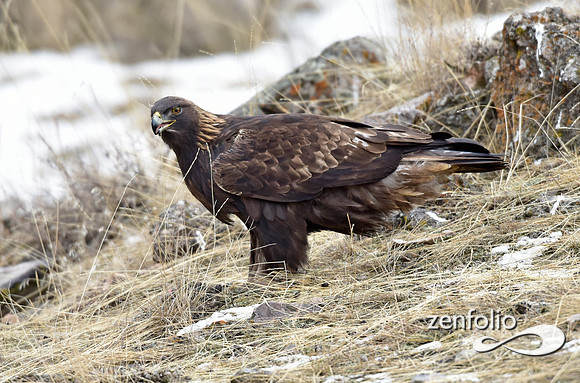 golden eagle (8)