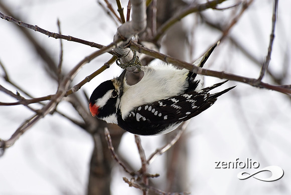 woodpecker (7)