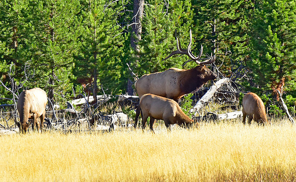 huge bull elk (14)