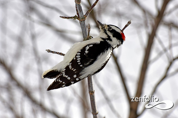 woodpecker (5)