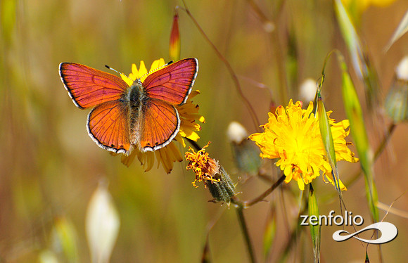 butterfly.
