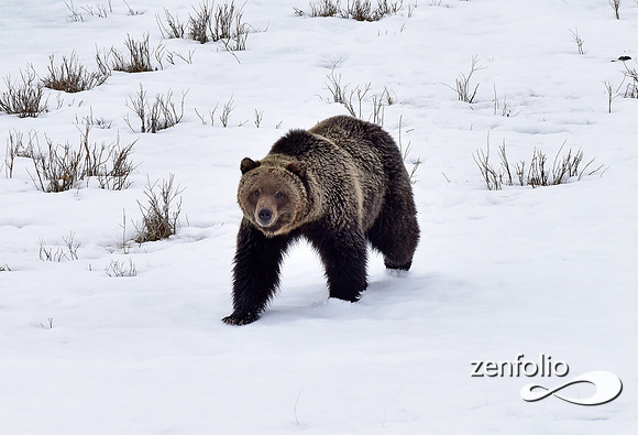blacktail lakes spring grizzly (3)