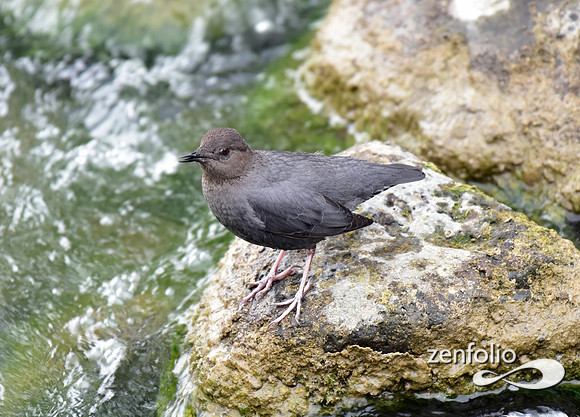 dipper (1)