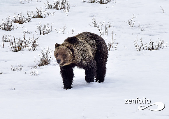 blacktail lakes spring grizzly (5)