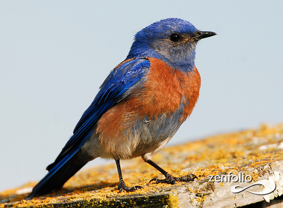 male bluebird 2007