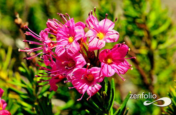 sierra wildflowers