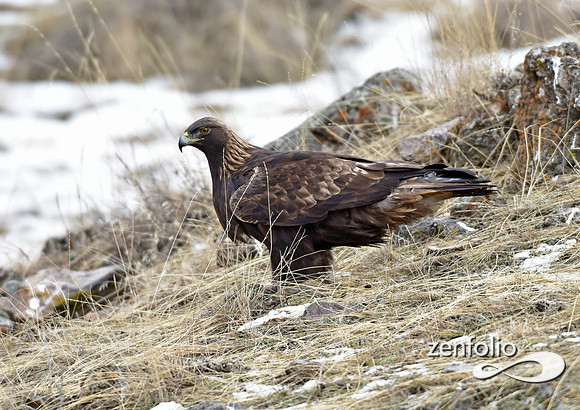 golden eagle (9)