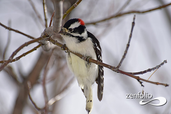 woodpecker (1)