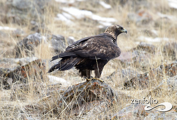 golden eagle (10)