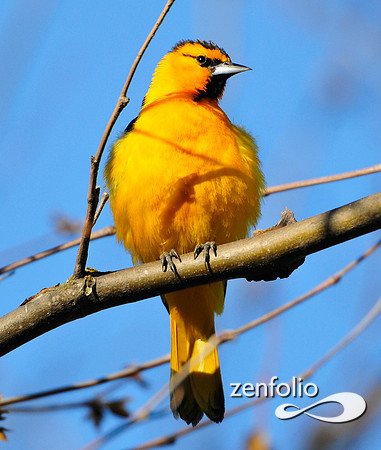 oriole