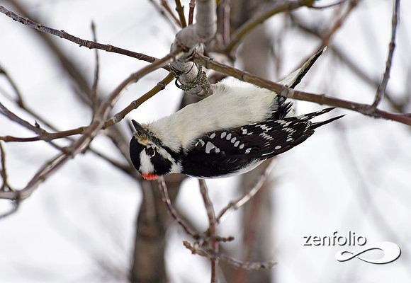 woodpecker (8)