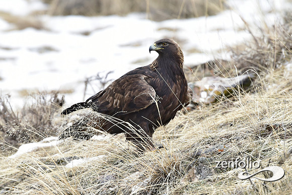 golden eagle (2)