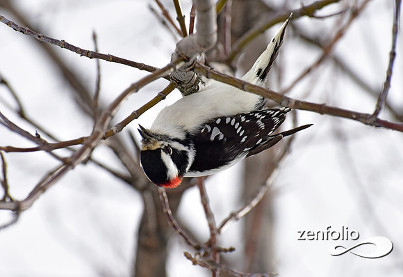 woodpecker (9)