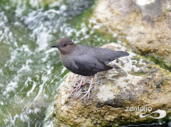 dipper (2)
