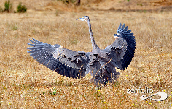 heron