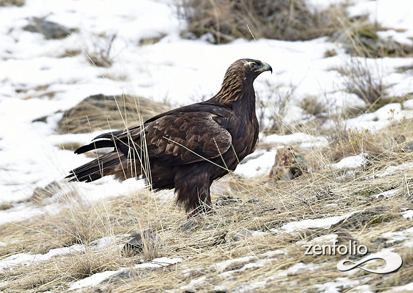 golden eagle (1)