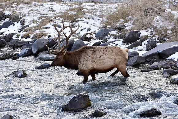 bull elk,gardiner river (1)