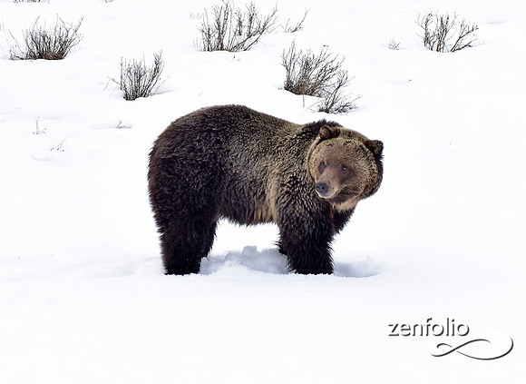 blacktail lakes spring grizzly (1)