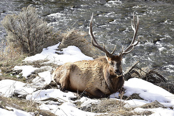 bull elk,gardiner river fall 2015 (1)