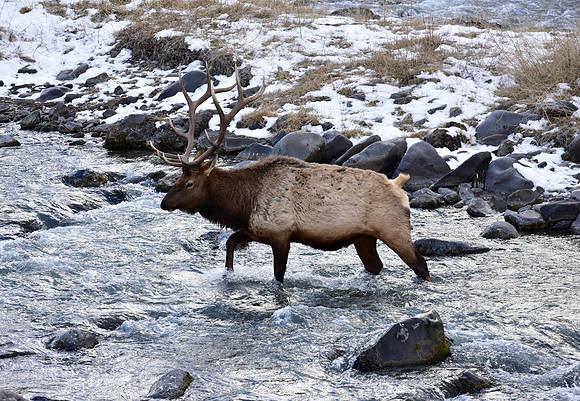 bull elk,gardiner river (2)