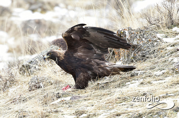 golden eagle (3)