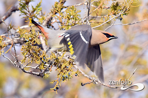 bohemian waxwings (3)
