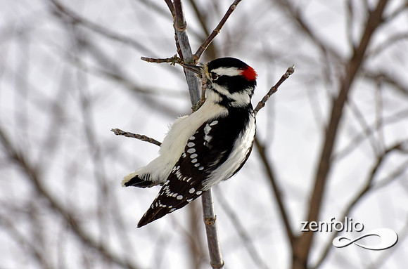 woodpecker (4)