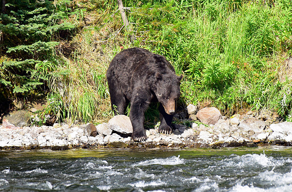 lehardey rapids grizzly (23)