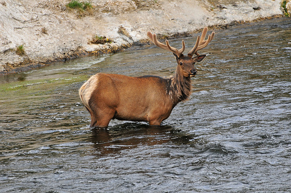 bull elk.