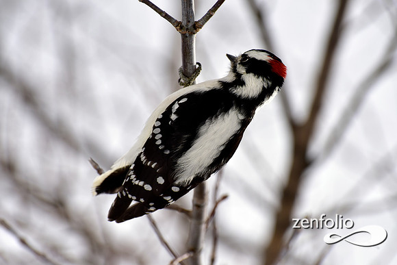woodpecker (3)