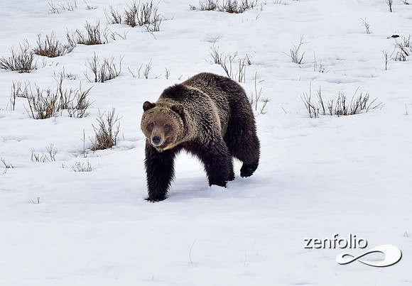 blacktail lakes spring grizzly (4)