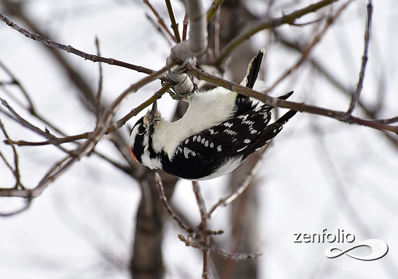 woodpecker (6)