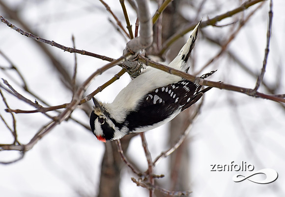 woodpecker (10)