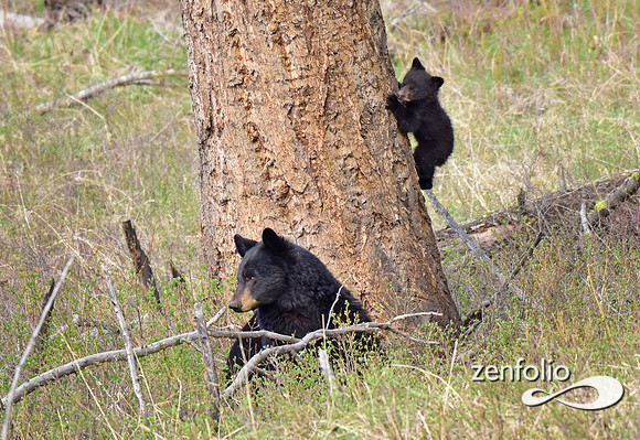black bear with cubs (6)