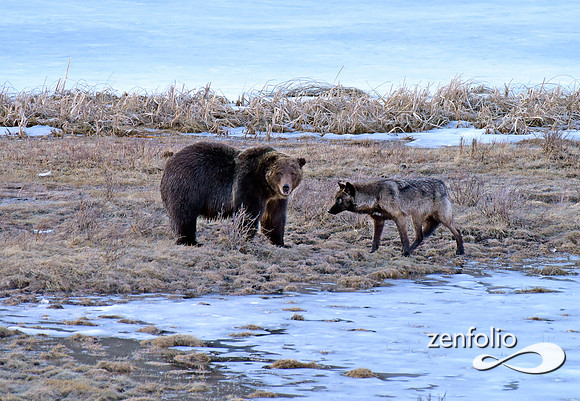 grizzly bear (4)