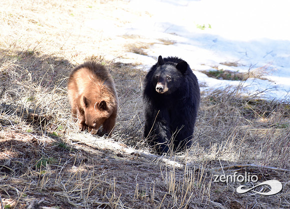 black bear with cubs (8)