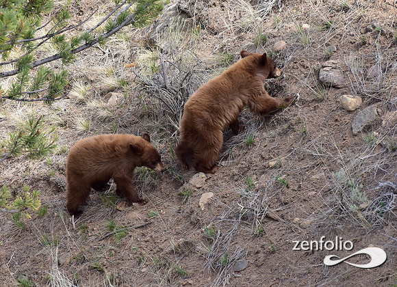 black bear with cubs (31)