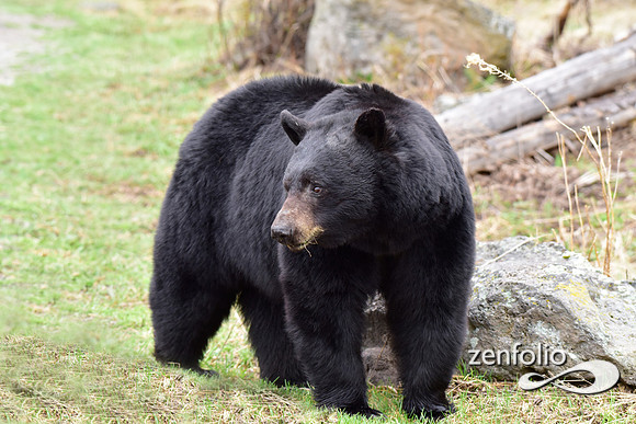 black bear (2)