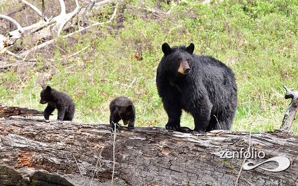 mom with cubs of the year (7)